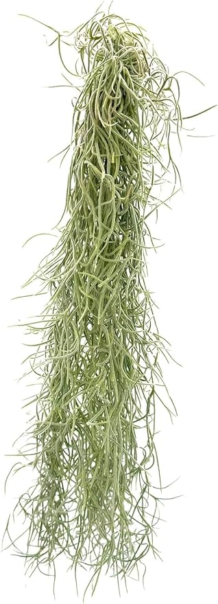 ragnaroc Tillandsia Usneoides ‘Thick-Colombian Spanish Moss’ - ragnaroc Indoor Tropical Plant 16” / 3 oz - Live Arrival Guaranteed - Live Air Plant & House Plants for Home Decor & Gift