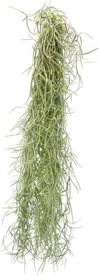 ragnaroc Tillandsia Usneoides ‘Thick-Colombian Spanish Moss’ - ragnaroc Indoor Tropical Plant 16” / 6 oz - Live Arrival Guaranteed - Live Air Plant & House Plants for Home Decor & Gift