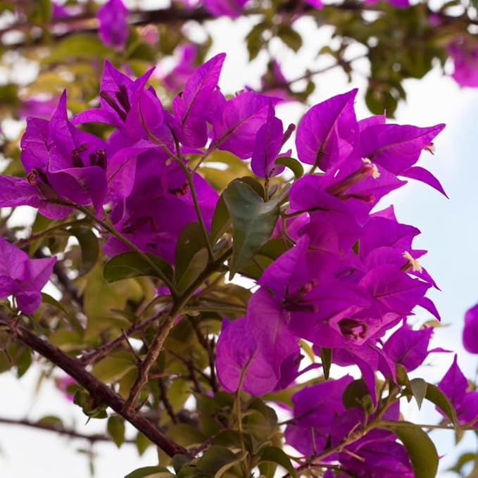 2 Bougainvillea Live Plants, Tropical Bougainvillea Flowering Vine, Fast Growing Outdoor and Container Plant, 4-8'' Tall (Bright Purple)