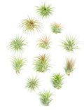 Shop Succulents Ionantha Tillandsia Air Plants, Assorted Mini Live Indoor Plants for Home Decor & Gifts, Low Maintenance, Natural Air Purifier, Hanging Plants, Favors, Terrarium Plants, Pack of 12