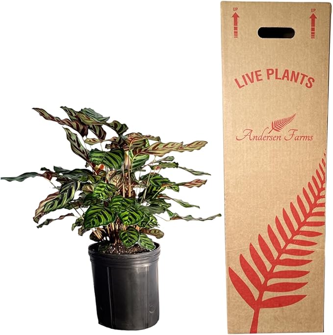 Calathea Makoyana – 10 Inches Grower Pot – Peacock Plant – Live Air Purifying Indoor Plant with Patterned Green Leaves, Easy Care Tropical Home Décor