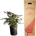Calathea Makoyana – 10 Inches Grower Pot – Peacock Plant – Live Air Purifying Indoor Plant with Patterned Green Leaves, Easy Care Tropical Home Décor