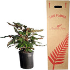 Calathea Makoyana – 10 Inches Grower Pot – Peacock Plant – Live Air Purifying Indoor Plant with Patterned Green Leaves, Easy Care Tropical Home Décor