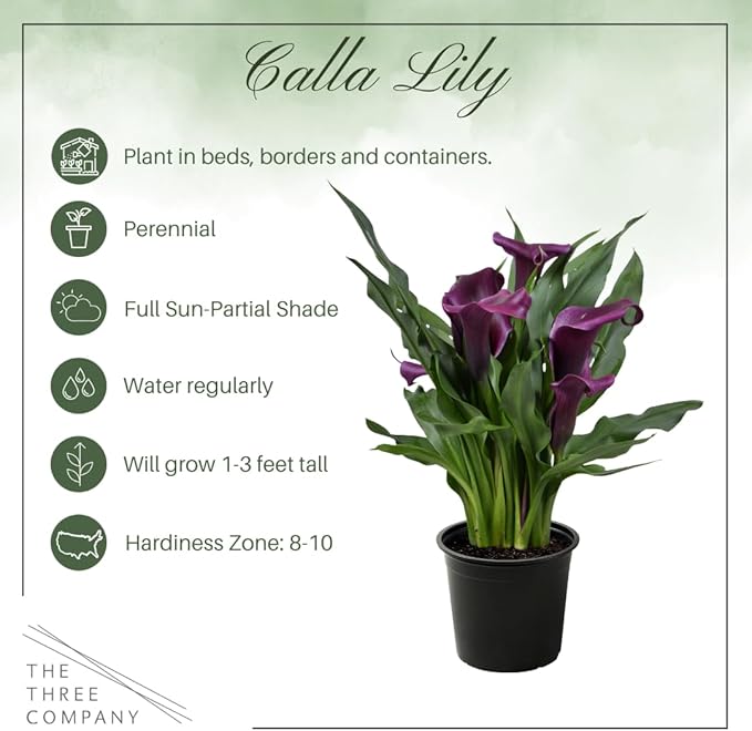Live Flowering Calla Lily (2 Plants Per Pack) - Purple, 3+ Blooms - Beautiful Spring Perennial - 12" Tall by 5" Wide in 1 Qt Pot