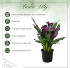Live Flowering Calla Lily (2 Plants Per Pack) - Purple, 3+ Blooms - Beautiful Spring Perennial - 12" Tall by 5" Wide in 1 Qt Pot