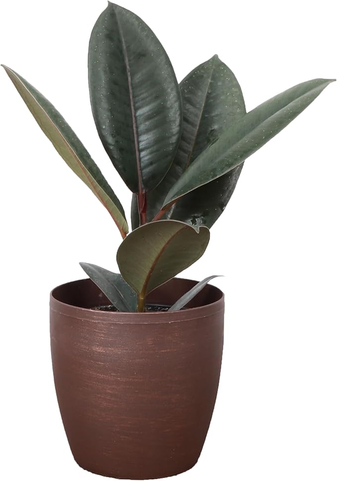 Thorsen's Greenhouse Ficus elastica, Live Indoor Plant, Rare Variety, Natural Air Purifier, Burgundy Rubber Plant, 4-Inch Diameter Pot (Copper)