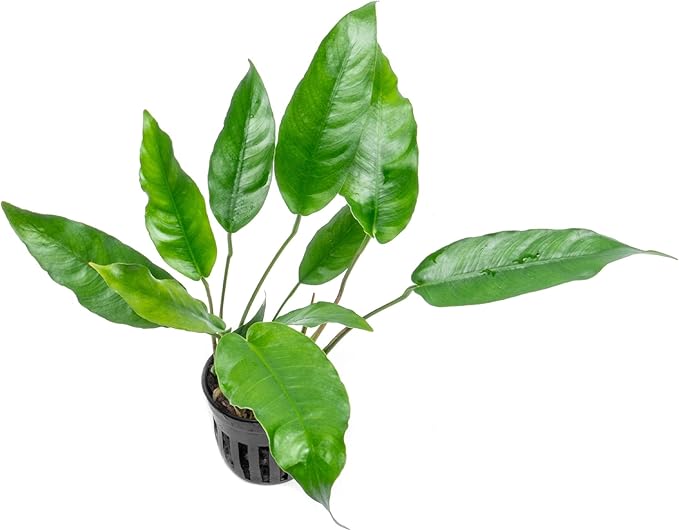 SubstrateSource Anubias Live Aquarium Plants - Potted Freshwater Plant for Fish Tanks, Terrariums - Beginner Friendly Low Light (Short and Sharp, Mother Plant)