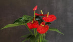 4" Red Anthurium Live Plant Decor, Live House Plants, Anthuriums Live Plants Indoor Plants Live Houseplants, Real Plants Indoor Live Plants, Easy Plant Lover Gifts for Plant Lovers by Plants for Pets