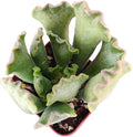 Live Succulent Cactus Plants (2" Pot Adromischus cristatus Key Lime)
