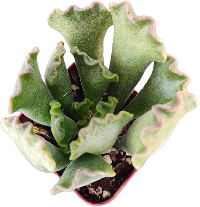 Live Succulent Cactus Plants (2" Pot Adromischus cristatus Key Lime)