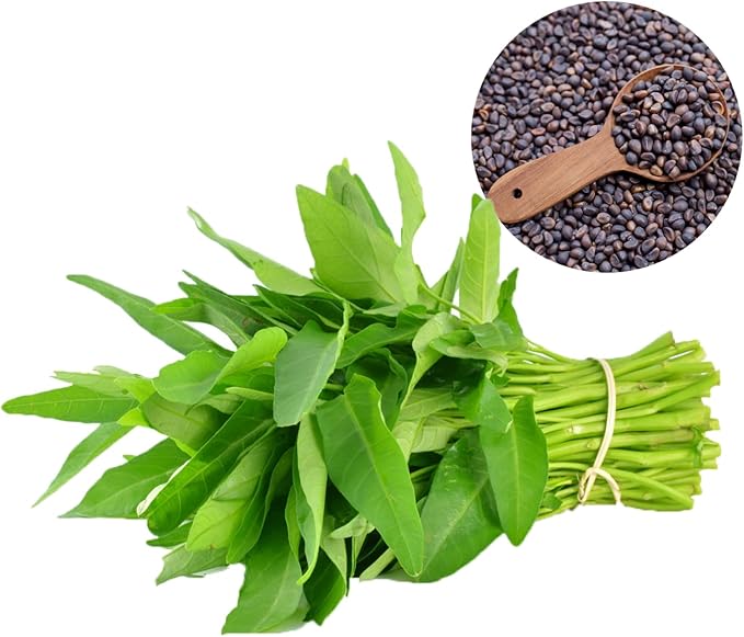 600+ Premium Kangkong Seeds - Ong Choy - Rau Muong - Kong Xin CAI Seeds | High 97% Germination | Non-GMO | Vegetable Seeds for Planting | Made in USA