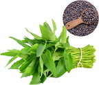 600+ Premium Kangkong Seeds - Ong Choy - Rau Muong - Kong Xin CAI Seeds | High 97% Germination | Non-GMO | Vegetable Seeds for Planting | Made in USA