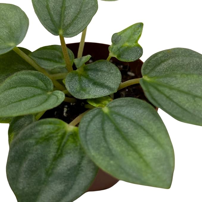 BubbleBlooms Green Ripple Peperomia Frost in a 2 inch Pot Emerald Ripple Pepper, caperata, albovittata
