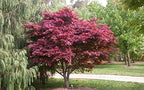 Japanese Red Maple Live Plant – 1-2 Ft Tall Tree in 3 Inch Pot – Outdoor Ornamental Dwarf Red Maple for Landscaping, Patio, Garden or Bonsai Starter – Hardy Deciduous Shade Tree