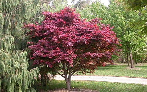 Japanese Red Maple Live Plant – 1-2 Ft Tall Tree in 3 Inch Pot – Outdoor Ornamental Dwarf Red Maple for Landscaping, Patio, Garden or Bonsai Starter – Hardy Deciduous Shade Tree