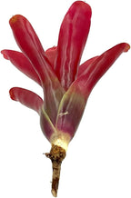ragnaroc Live Plants - Bromeliad Neoregelia 'Fireball', Large 6" - 5ct - Live Arrival Guaranteed - House Plants for Home Decor & Gift