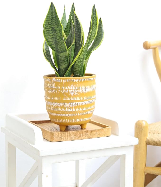Snake Plant Sansevieria Laurentii (4 inch) - Lucky Houseplants - 4/6 inch Unique Live Decorative Houseplants - Easy to Care Indoor Plants, Perfect for Office, Home & Feng Shui Decor
