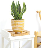 Snake Plant Sansevieria Laurentii (4 inch) - Lucky Houseplants - 4/6 inch Unique Live Decorative Houseplants - Easy to Care Indoor Plants, Perfect for Office, Home & Feng Shui Decor