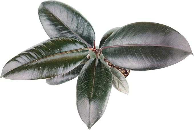 Burgundy Rubber Plant (4" Grower Pot) - Air Purifying and Live Healthy Houseplant - Easy to Grow, Easy to Care Indoor Houseplant