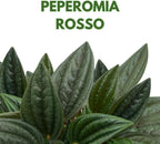 BubbleBlooms Peperomia Rosso in a 4 inch Pot Radiator Plant Caperata