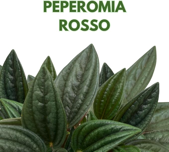BubbleBlooms Peperomia Rosso in a 4 inch Pot Radiator Plant Caperata