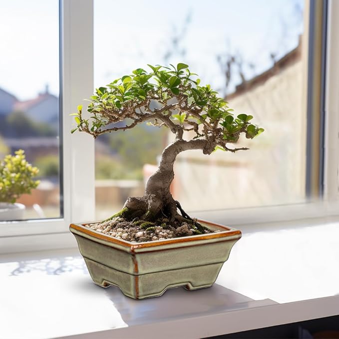 Ceramic Bonsai Pots with Drainage Hole, Set of 2 Rectangular Glazed Bonsai Planters for Indoor/Outdoor Use, Shallow Brown Bonzai Tree Pots for Succulent, Orchids, Cacti, Home, Patio, Garden, 6.3"x4.9"