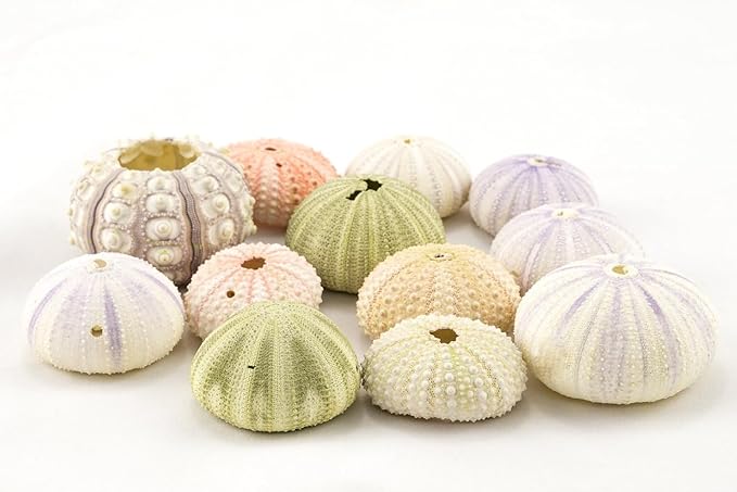 Nautical Crush Trading Sea Urchins Shells for Hanging Air Plants - 6pcs Assorted Sea Urchin Shells with 32ft Rope - Hanging Air Plant Holder - Air Plants Live Holders - No Plants Included