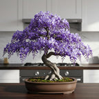 Weeping Wisteria Bonsai Tree Seedling for Planting - 1 Year Old Well Rooted Seedling - Starter for Bonsai Training or Outdoor Planting – Deciduous Flowering Vine Tree
