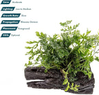 SubstrateSource Live Planted Decor - Mini Bolbitis on Driftwood - Light Green Aquatic Plant with Lush Foliage, Foreground to Midground Epiphytic Fern Placement for Aquascaping - Small, 1 Pack