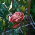 Eustoma Lisianthus Plant Live, Lisianthus Flowers Well Rooted Plug 2-3 Inch Height, Lisianthus Thornless Roses Seedling (Deep Apricot Lisianthus)