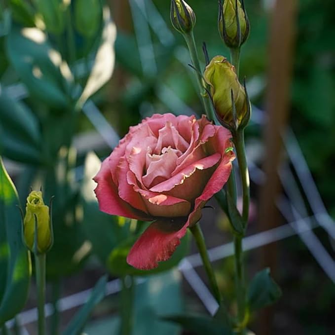 Eustoma Lisianthus Plant Live, Lisianthus Flowers Well Rooted Plug 2-3 Inch Height, Lisianthus Thornless Roses Seedling (Deep Apricot Lisianthus)