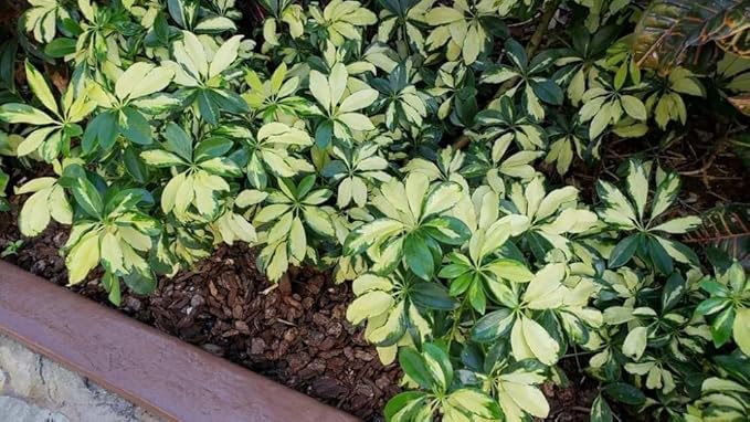 Arboricola Variegated Schefflera Trinette I 3 Live Plants I Vibrant Green & Yellow Foliage, Easy-Care Indoor & Outdoor Plant, Air-Purifying, Ideal for Home