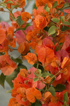 2 Bougainvillea Live Plants, Tropical Bougainvillea Flowering Vine, Fast Growing Outdoor and Container Plant, 4-8'' Tall (Orange Blooms)
