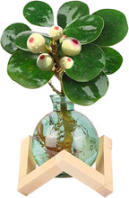 Plant Propagation Station Propagation Vases for Plants Glass Terrariums Vases Bulb with Wooden Stand for Hydroponic Water Plants Indoor, Office Decor Desk Accessories (Green)