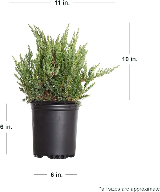 Parsoni Juniper (2.5 Quart) Low-Growing Evergreen Shrub with Grayish Blue-Green Foliage - Live Outdoor Full Sun to Part Shade Plant