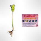 AquaGardens | Red Mangrove | Live Plant (3 Medium + Heat)