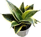 Snake Plant, Sansevieria, Live Indoor Plant, Easy Care, Air Purifying Plant, 4 inch Pot (Ocean Star)