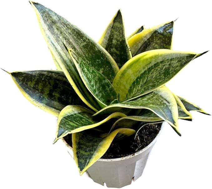 Snake Plant, Sansevieria, Live Indoor Plant, Easy Care, Air Purifying Plant, 4 inch Pot (Ocean Star)
