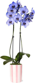 Green Circle Growers 5IN Watercolor Lavender Orchid in Hollywood Pink Ceramic Pot | Premium Live Orchid Plant | Modern Indoor Décor