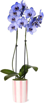 Green Circle Growers 5IN Watercolor Lavender Orchid in Hollywood Pink Ceramic Pot | Premium Live Orchid Plant | Modern Indoor Décor