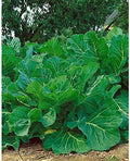 Portuguese Kale Seeds (40 Seed Pack)