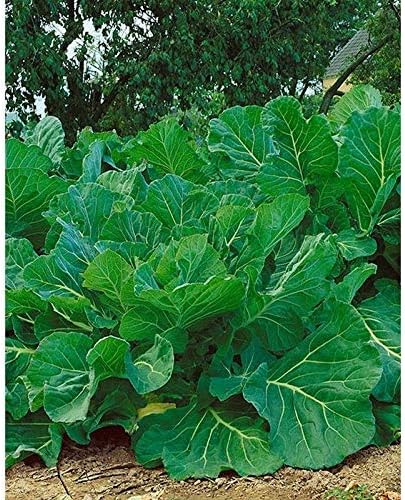 Portuguese Kale Seeds (40 Seed Pack)