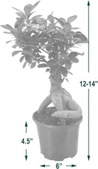 Arcadia Garden Products LV62 Ginseng Ficus Live Indoor Bonsai Plant in 6 in. Plastic Grower Pot, 6 Inch, Green *Sold By Amazon and Arcadia Garden Products*