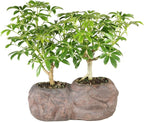 Brussel's Live Hawaiian Umbrella Indoor Bonsai Tree in Rock Pot (2 Pack) - 5 Years Old; 5" to 8" Tall