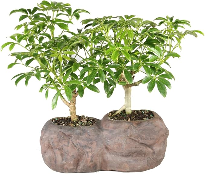 Brussel's Live Hawaiian Umbrella Indoor Bonsai Tree in Rock Pot (2 Pack) - 5 Years Old; 5" to 8" Tall