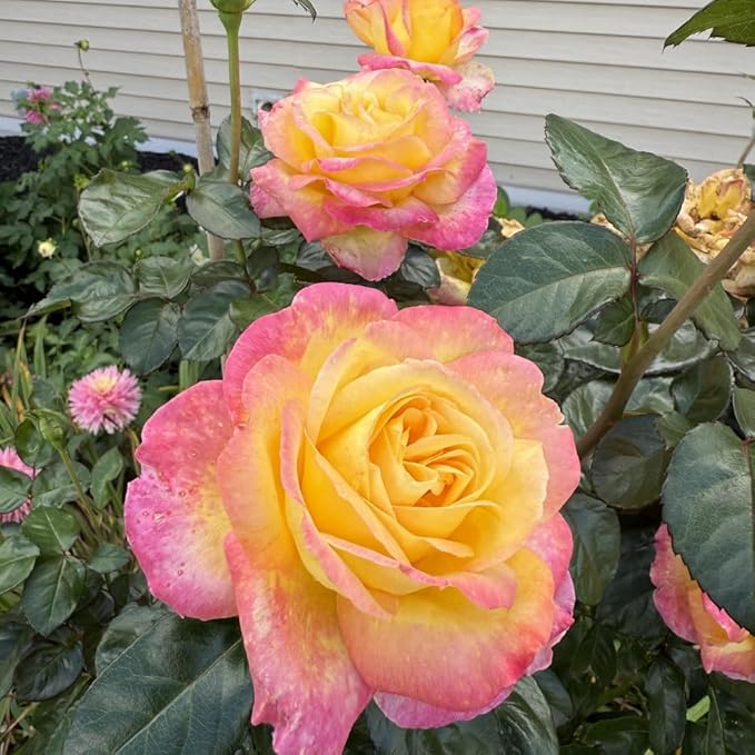 Rose Live Plant, Roses Flower Plant, Fragrant Flower for Planting, 4-6 Inches Tall, Bush Shrub Plants, Well Rooted, Ready to Grow (Pink Yellow Rose)