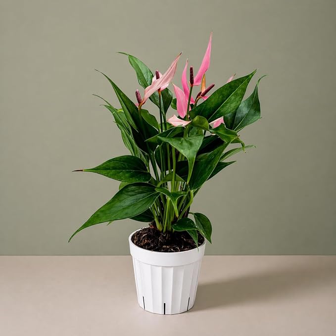 Anthurium Pink Lilli Live Plant, Flowering Indoor Plant, Pink Anthurium Lily Plant, Tropical House Plant Live, Indoor Plants Live Houseplants, Live Plant for Home Decor