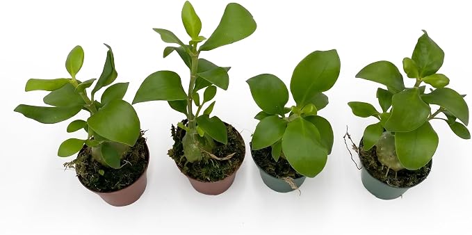 Live Hydnophytum papuanum Plant - 'Ant Plant' - ragnaroc Tropical Plant 6-12" Tall - 2ct - Live Arrival Guaranteed - House Plants for Home Décor & Gift