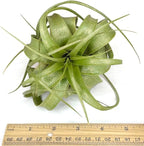 XL Xerographica Colored Air Plant, Live Tillandsia House Plant, Easy Care Indoor Outdoor, Great Gift, Healthy Arrival Guaranteed (Sparkle)