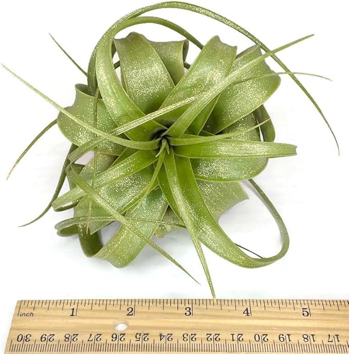XL Xerographica Colored Air Plant, Live Tillandsia House Plant, Easy Care Indoor Outdoor, Great Gift, Healthy Arrival Guaranteed (Sparkle)